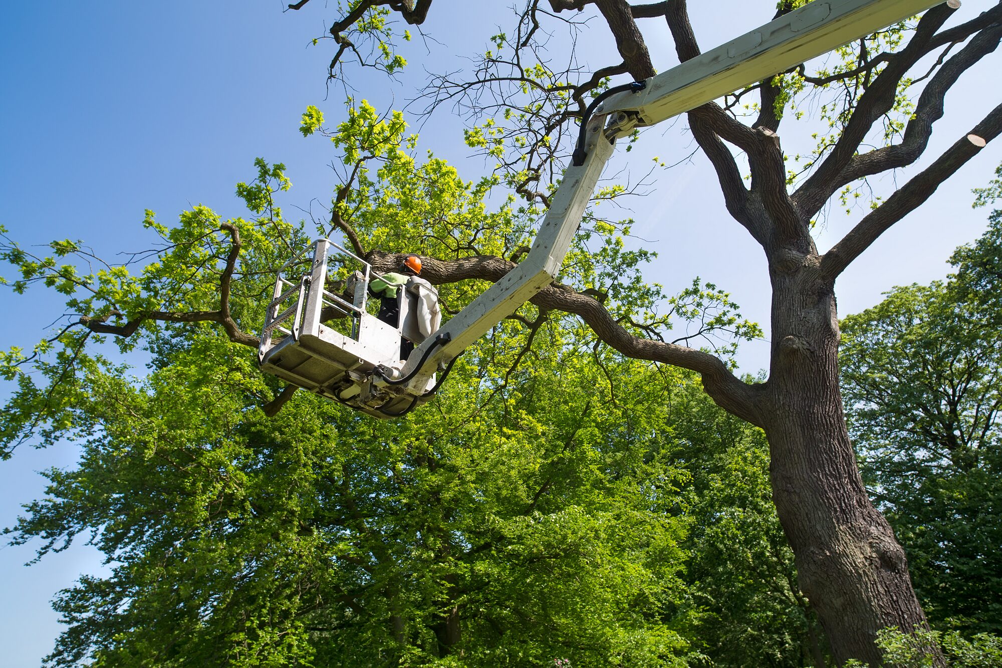 Commercial-Tree-Services-1