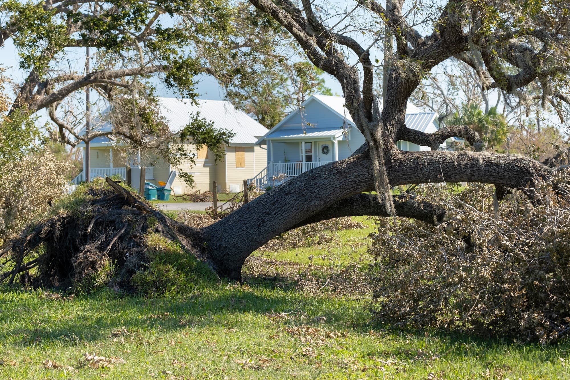 tree-removal-after-hurricane-damage-in-florida-home-backyard- (1)